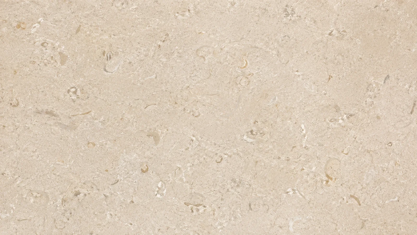 Shell Beige Fossil Limestone Slabs For Dining Tops thumbnail 2