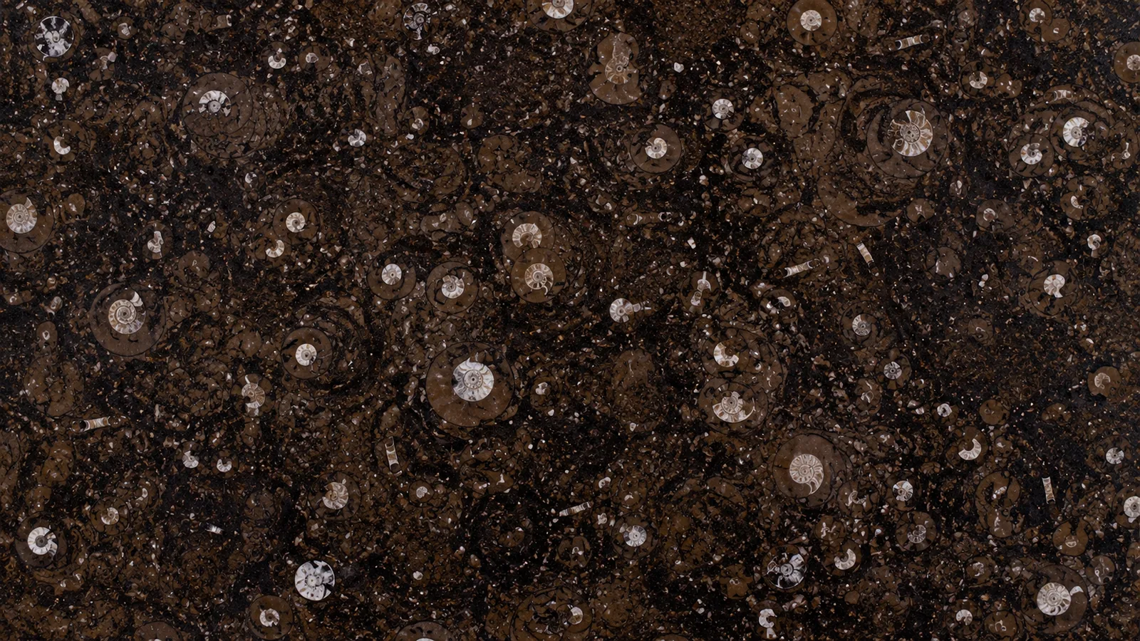 Black Fossil Limestone Slabs For Dining Tops thumbnail 4
